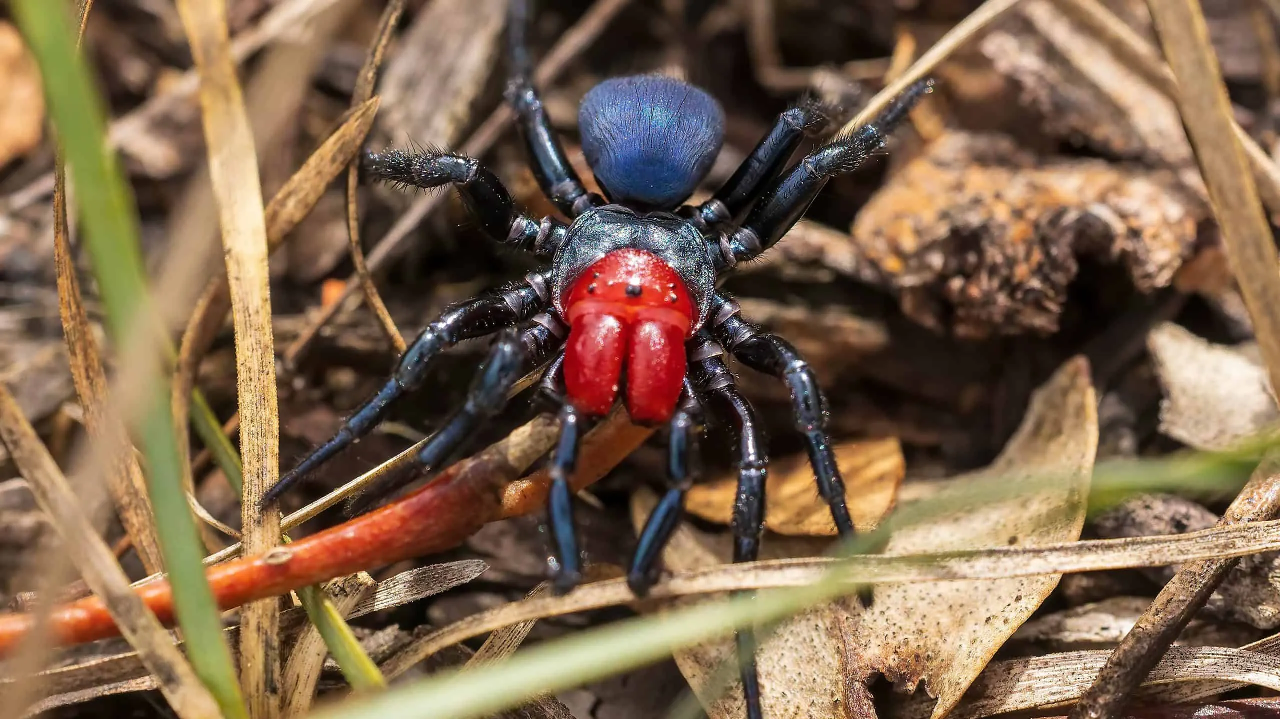 /img/17301-spider-bite-first-aid.webp