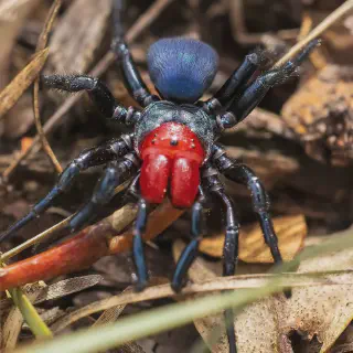 /img/17301-spider-bite-first-aid.webp