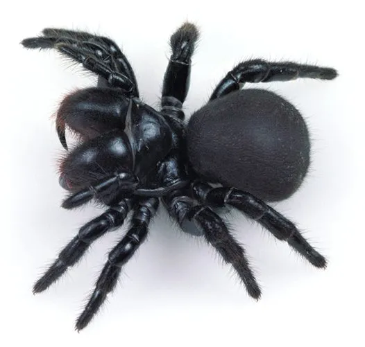 17301 tarantula close up