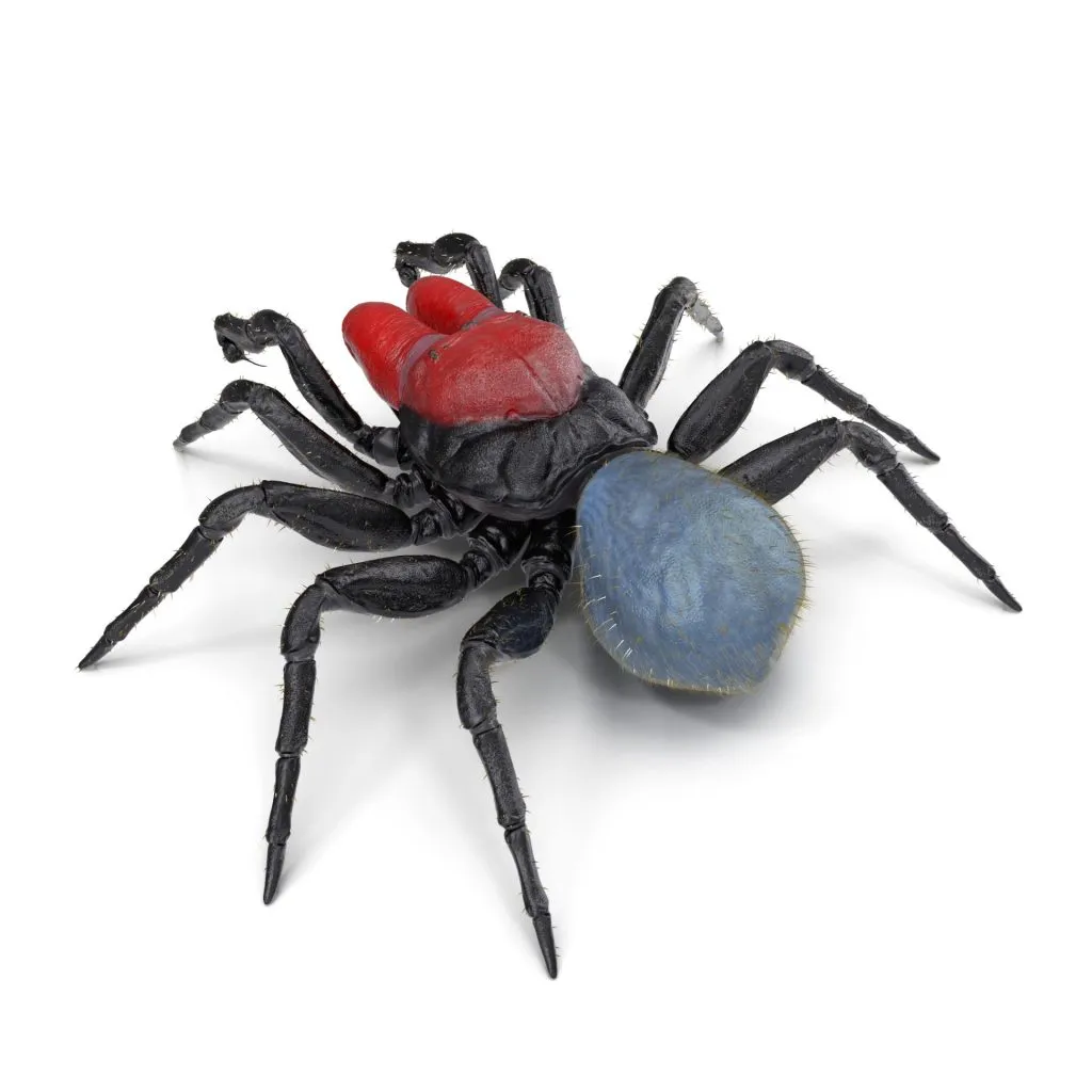 17301 tarantula habitat