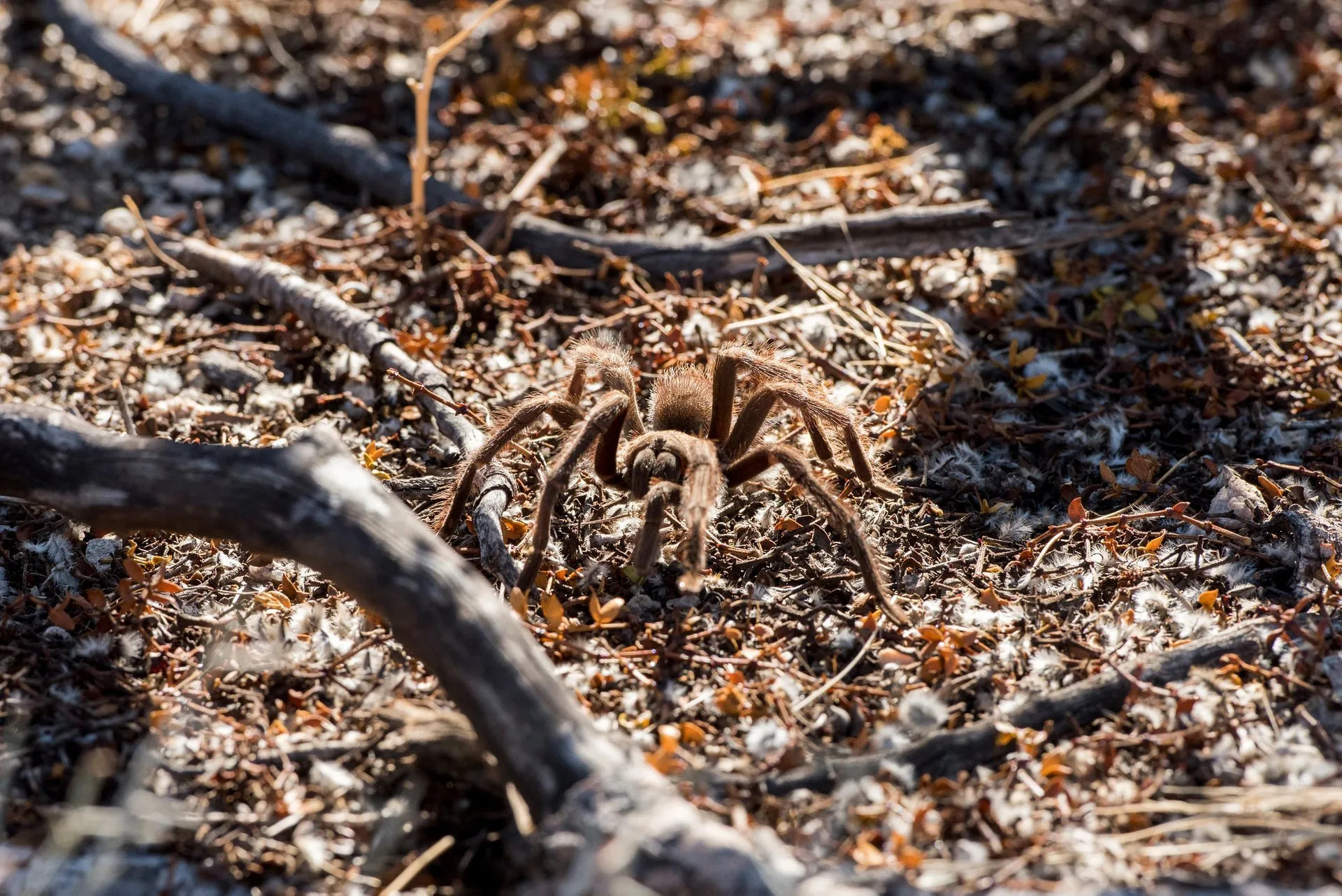 17302 tarantula conservation