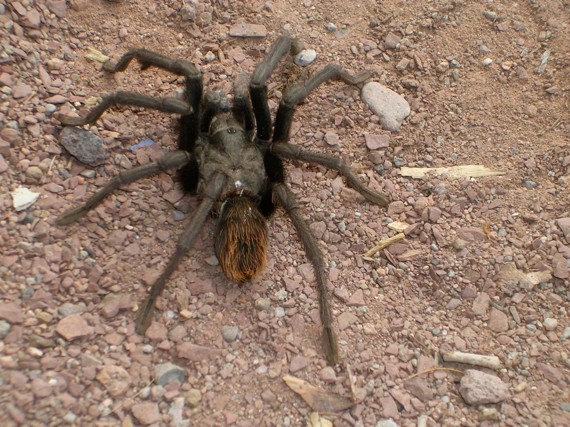 17302 tarantula mating behavior