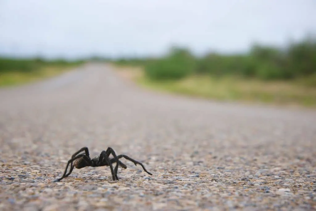 17302 tarantula migration paso robles overview