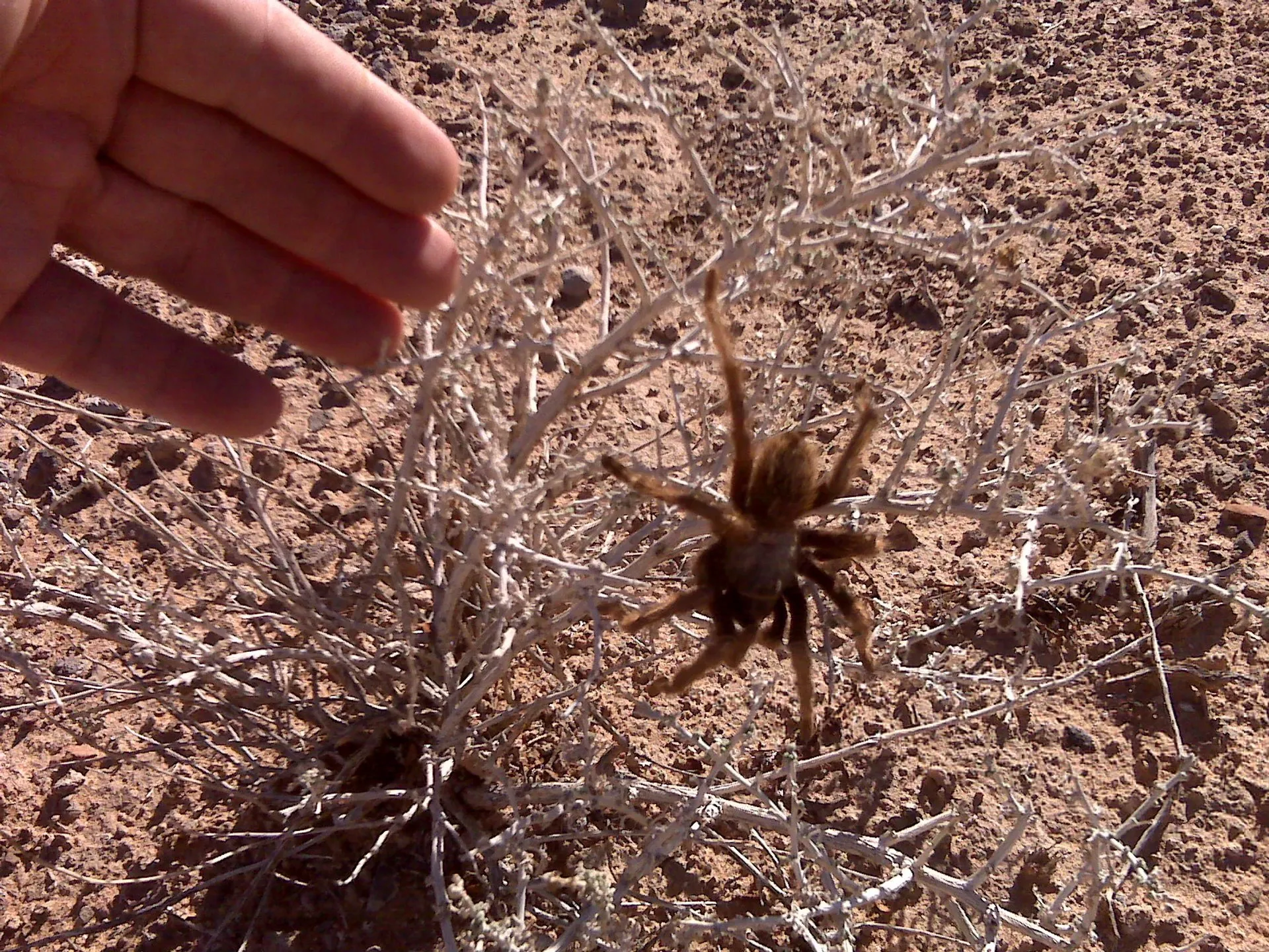 17302 tarantula photography tips