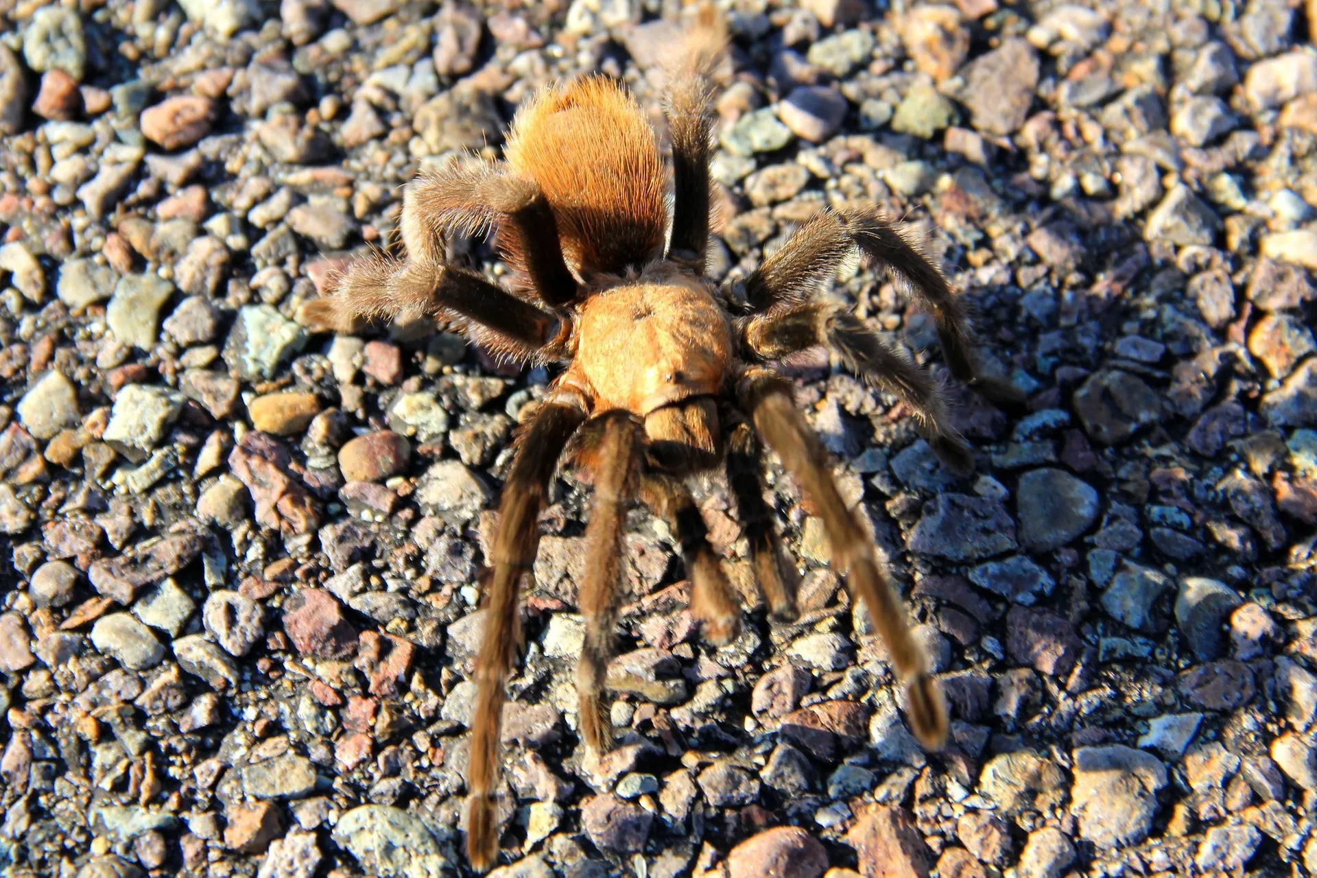 17302 tarantula spotting paso robles
