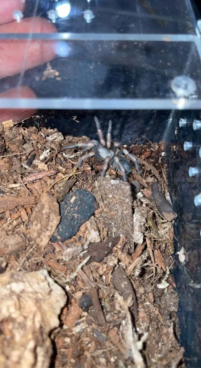17303 handling tarantula