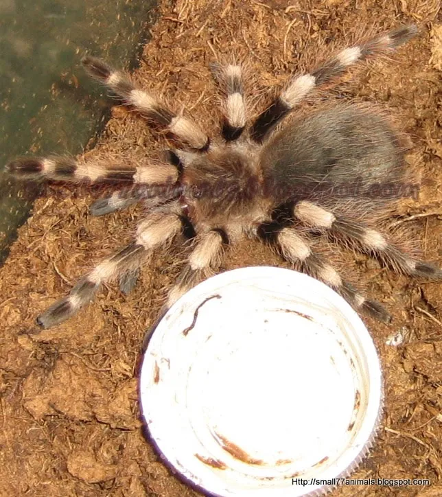/img/17303-healthy-tarantula.webp