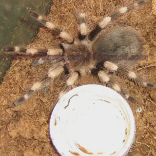 /img/17303-healthy-tarantula.webp