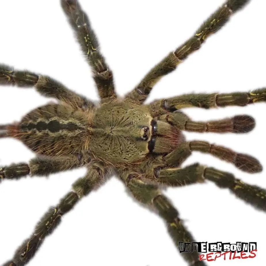 17303 tarantula defensive posture