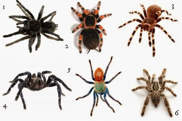 17303 tarantula enclosure