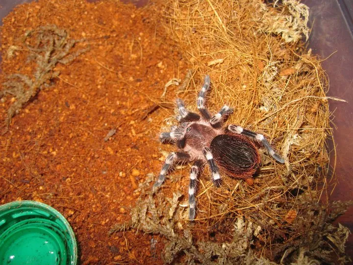 17303 tarantula feeding