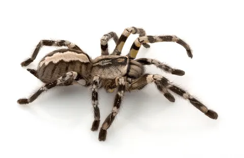 17303 tarantula lifespan