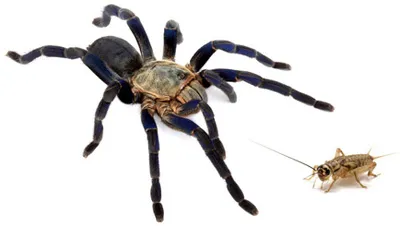 17304 tarantula eating cricket