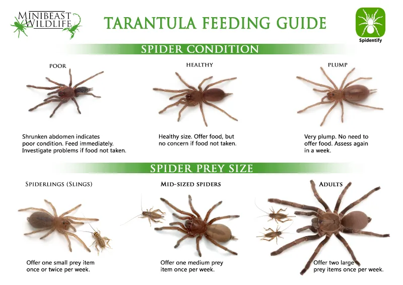 /img/17304-tarantula-habitat.webp
