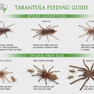 /img/17304-tarantula-habitat.webp