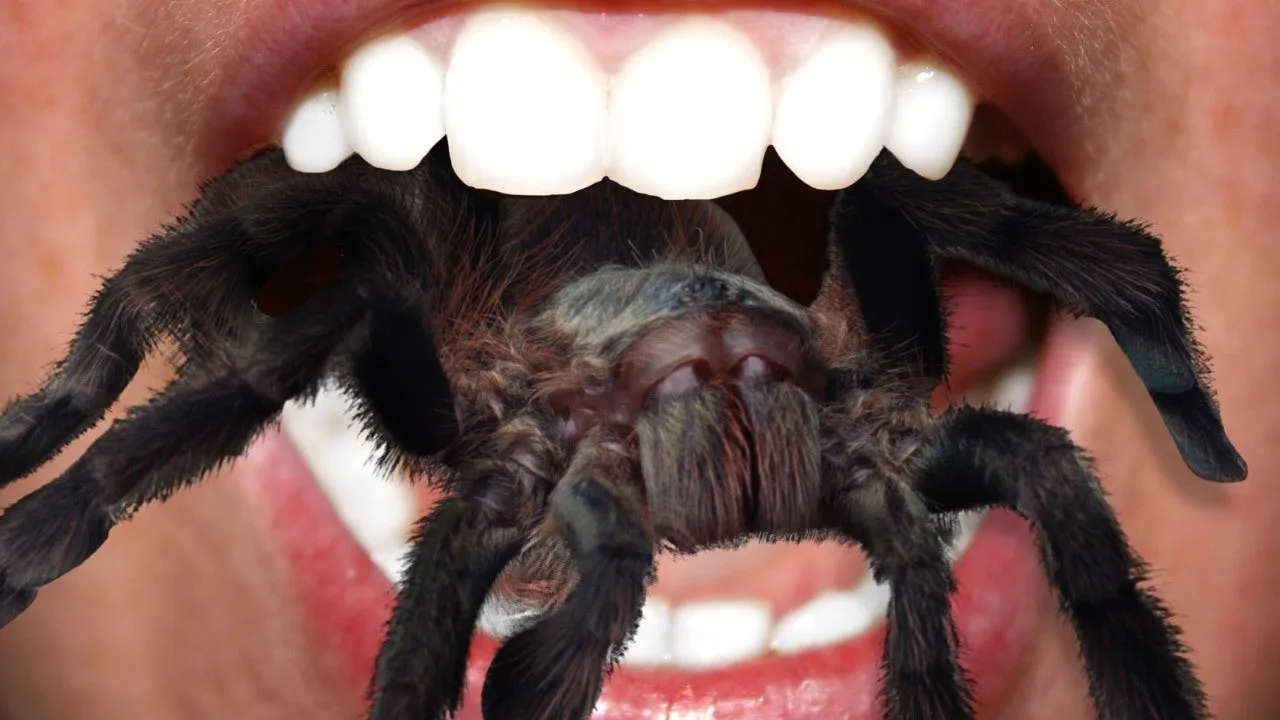 17304 tarantula molting