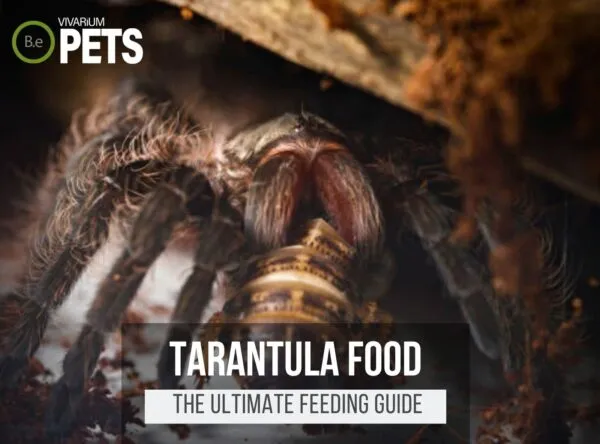 17304 types of tarantula food