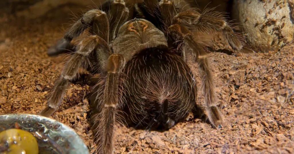 /img/17306-tarantula-feeding-7.webp