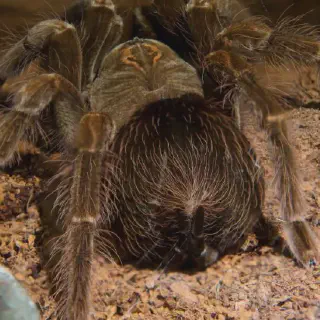 /img/17306-tarantula-feeding-7.webp