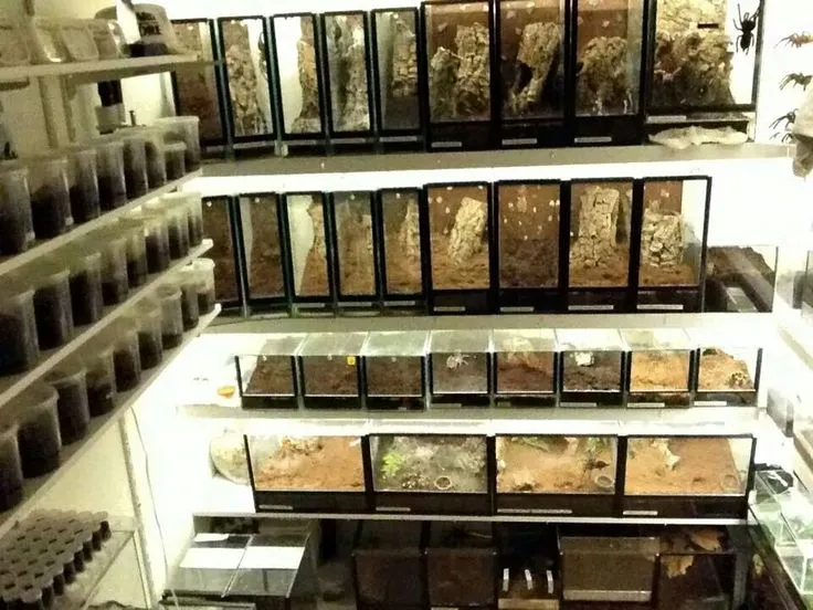 17309 tarantula room location