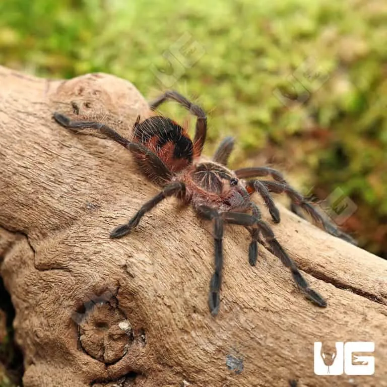 17310 brazilian blue pinktoe tarantula overview