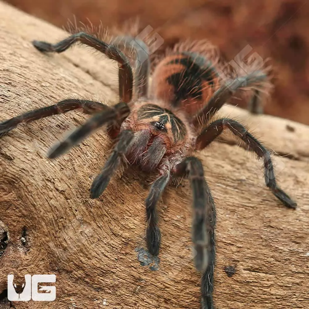 17310 tarantula enclosure setup