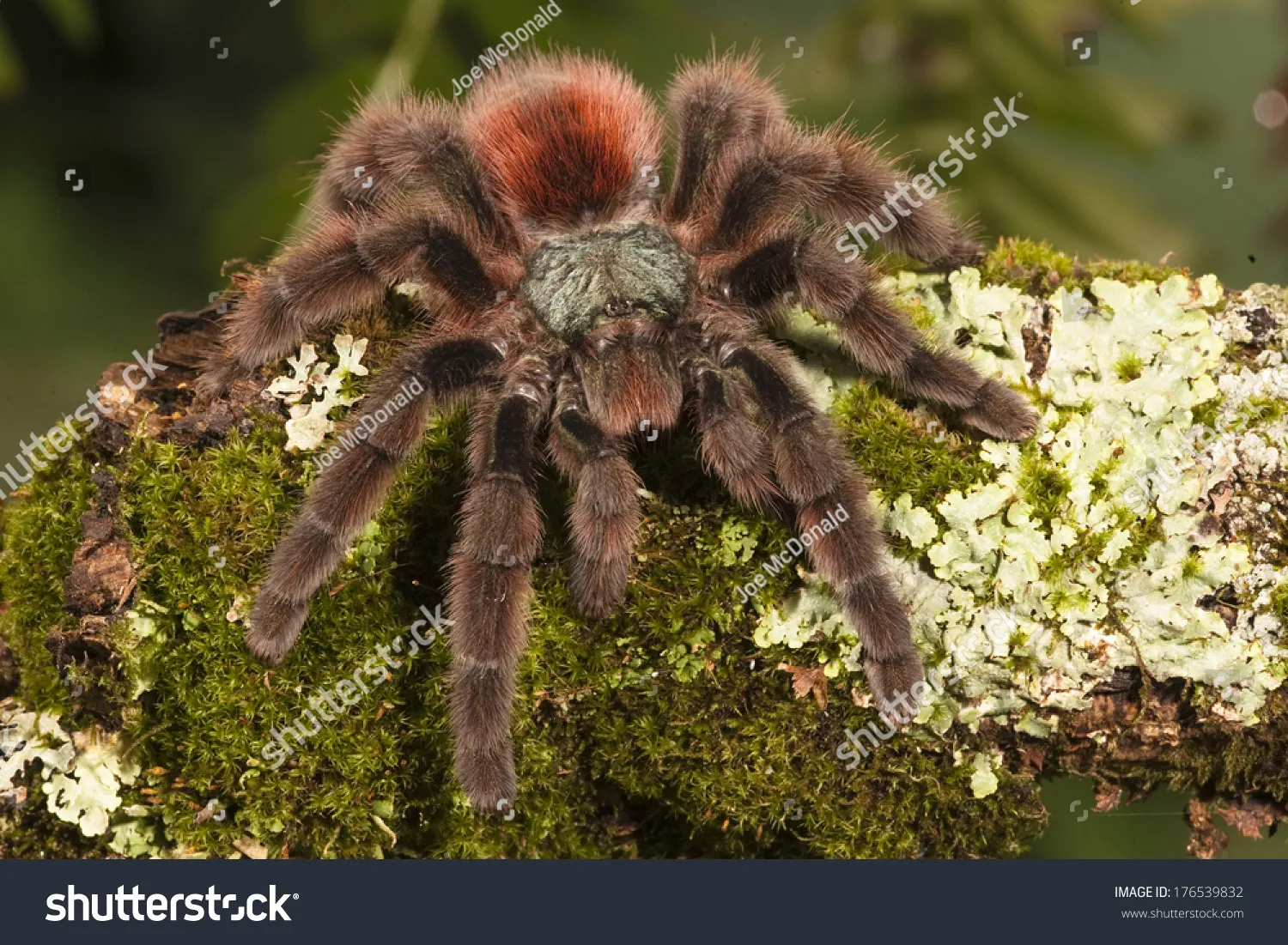 17310 tarantula handling