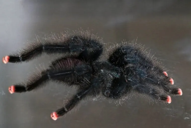 /img/17310-tarantula-molting.webp