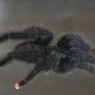 /img/17310-tarantula-molting.webp