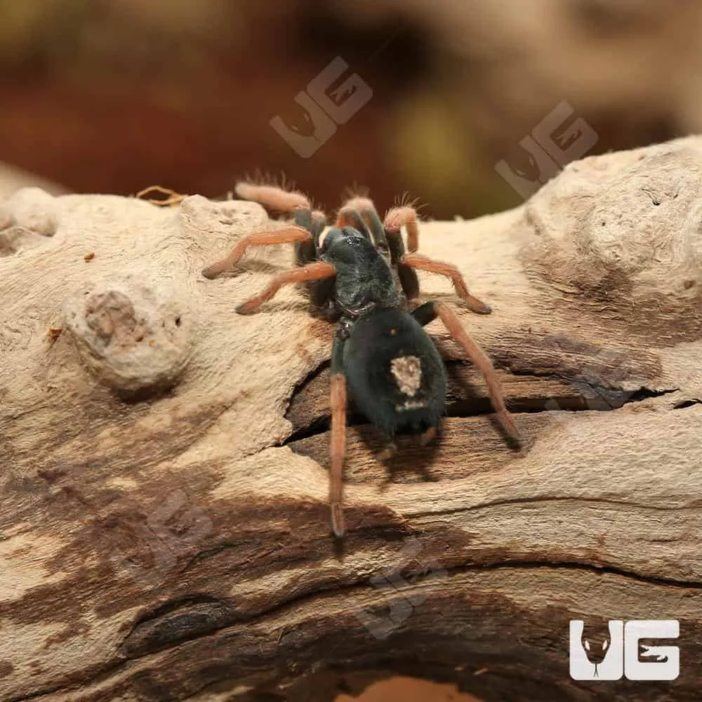 17310 tarantula substrate and decor