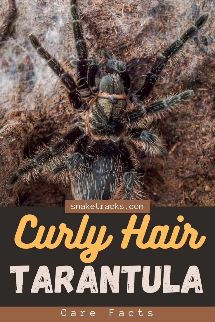 17311 curly hair tarantula overview