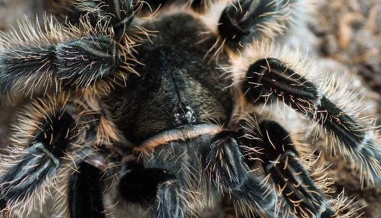 17311 tarantula enclosure
