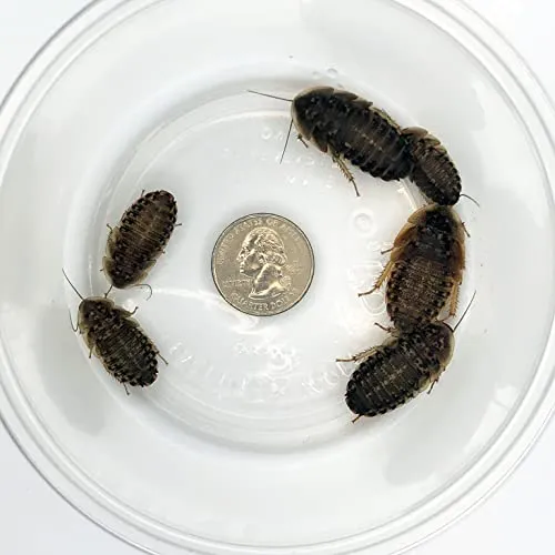 /img/17311-tarantula-shedding.webp