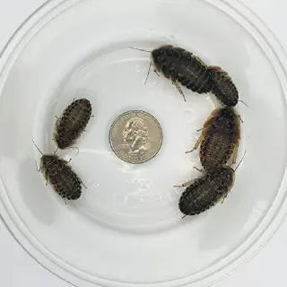 /img/17311-tarantula-shedding.webp