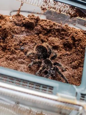 17311 tarantula substrate
