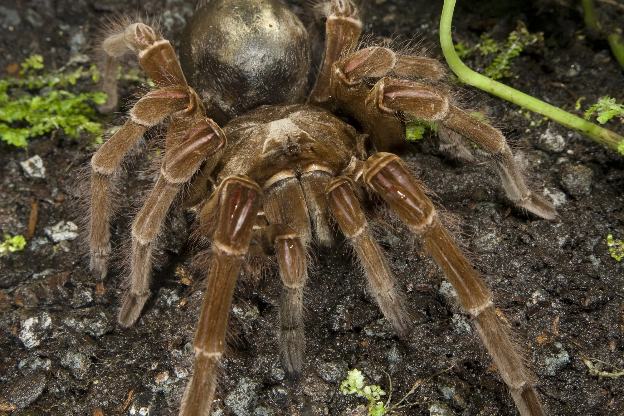 17312 goliath bird eating tarantula defense