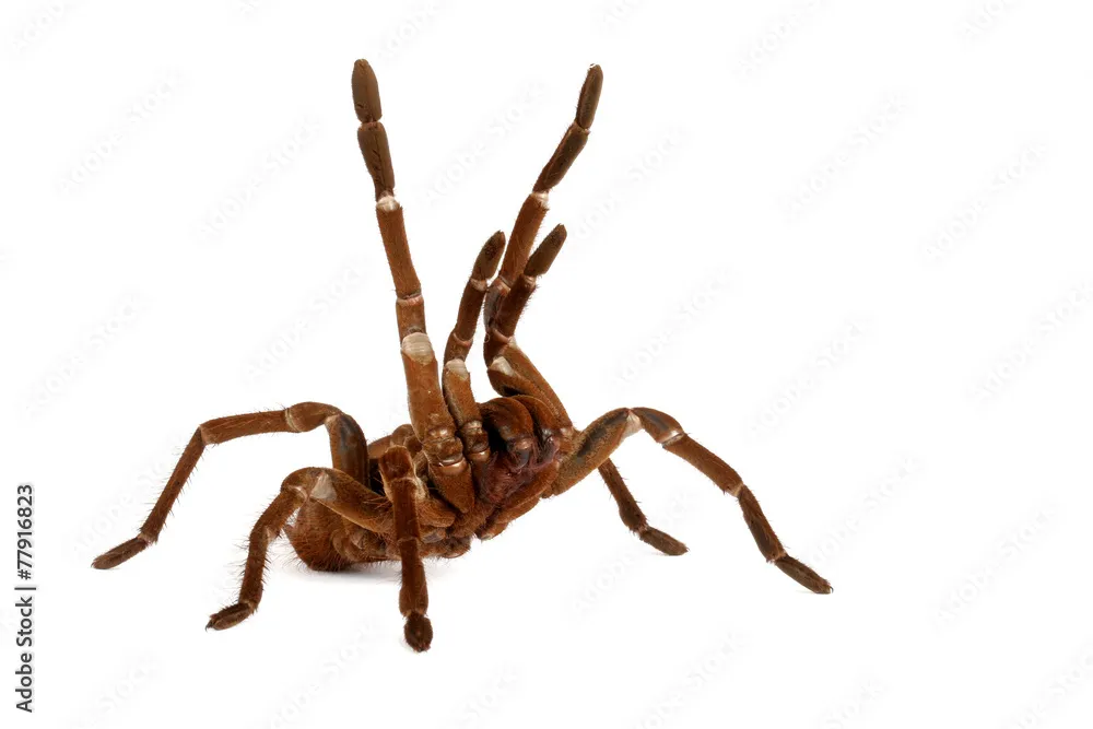 17312 goliath bird eating tarantula handling