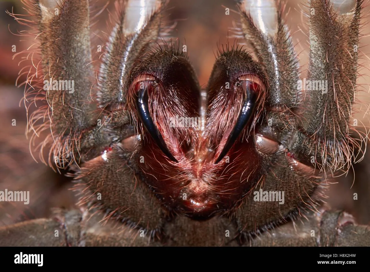 /img/17312-goliath-bird-eating-tarantula-pet-care.webp