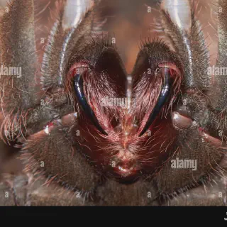 /img/17312-goliath-bird-eating-tarantula-pet-care.webp