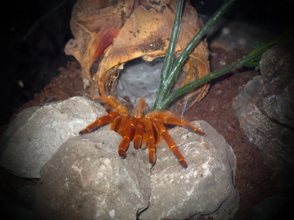 17312 goliath bird eating tarantula sound comparison