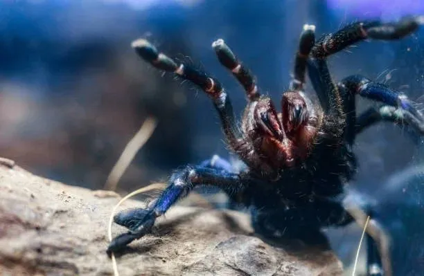 17313 blue tarantula overview