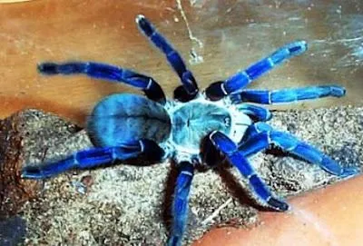 17313 healthy blue tarantula