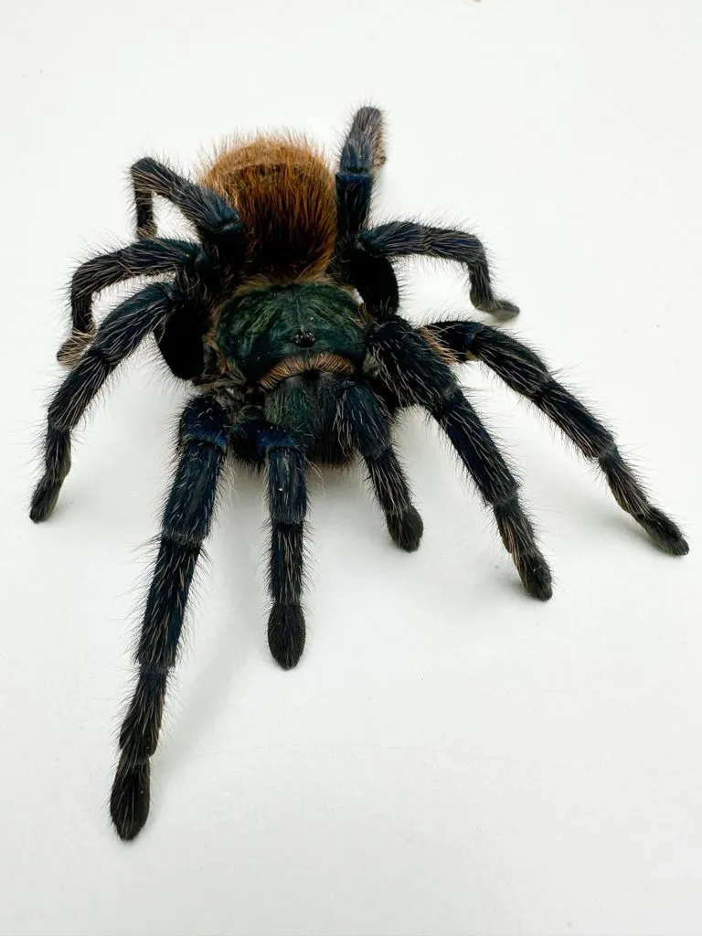 /img/17313-tarantula-cleaning.webp