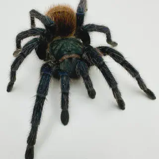 /img/17313-tarantula-cleaning.webp