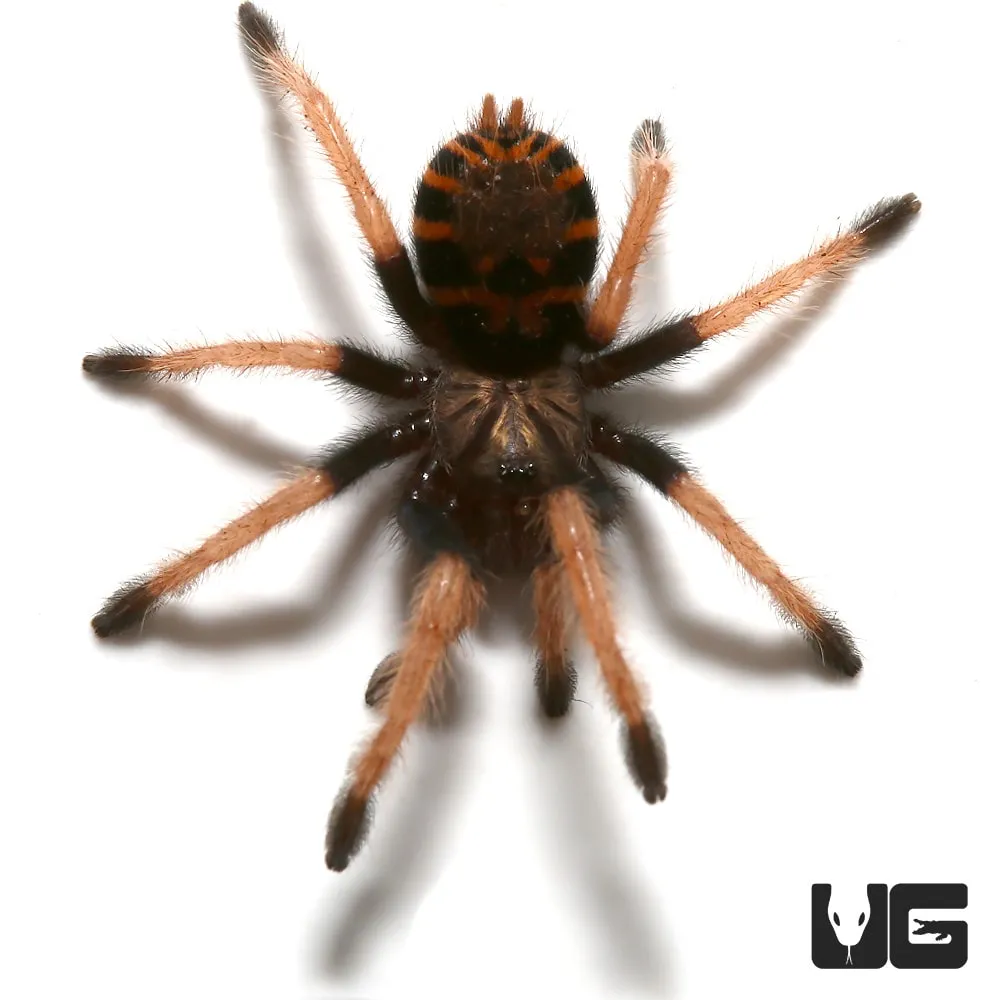 17313 tarantula feeding