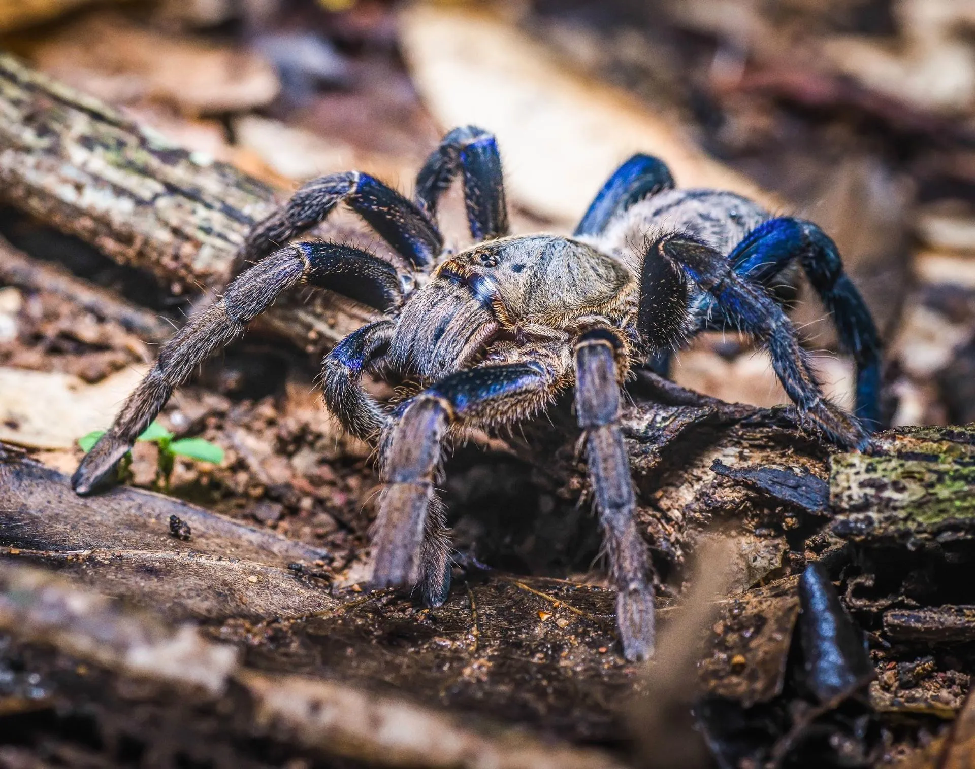 17313 tarantula handling