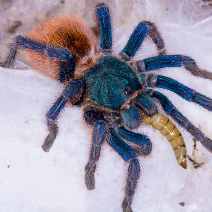 17313 tarantula molting