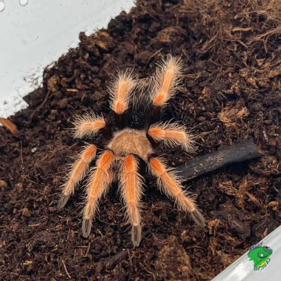 17316 tarantula fireleg behavior