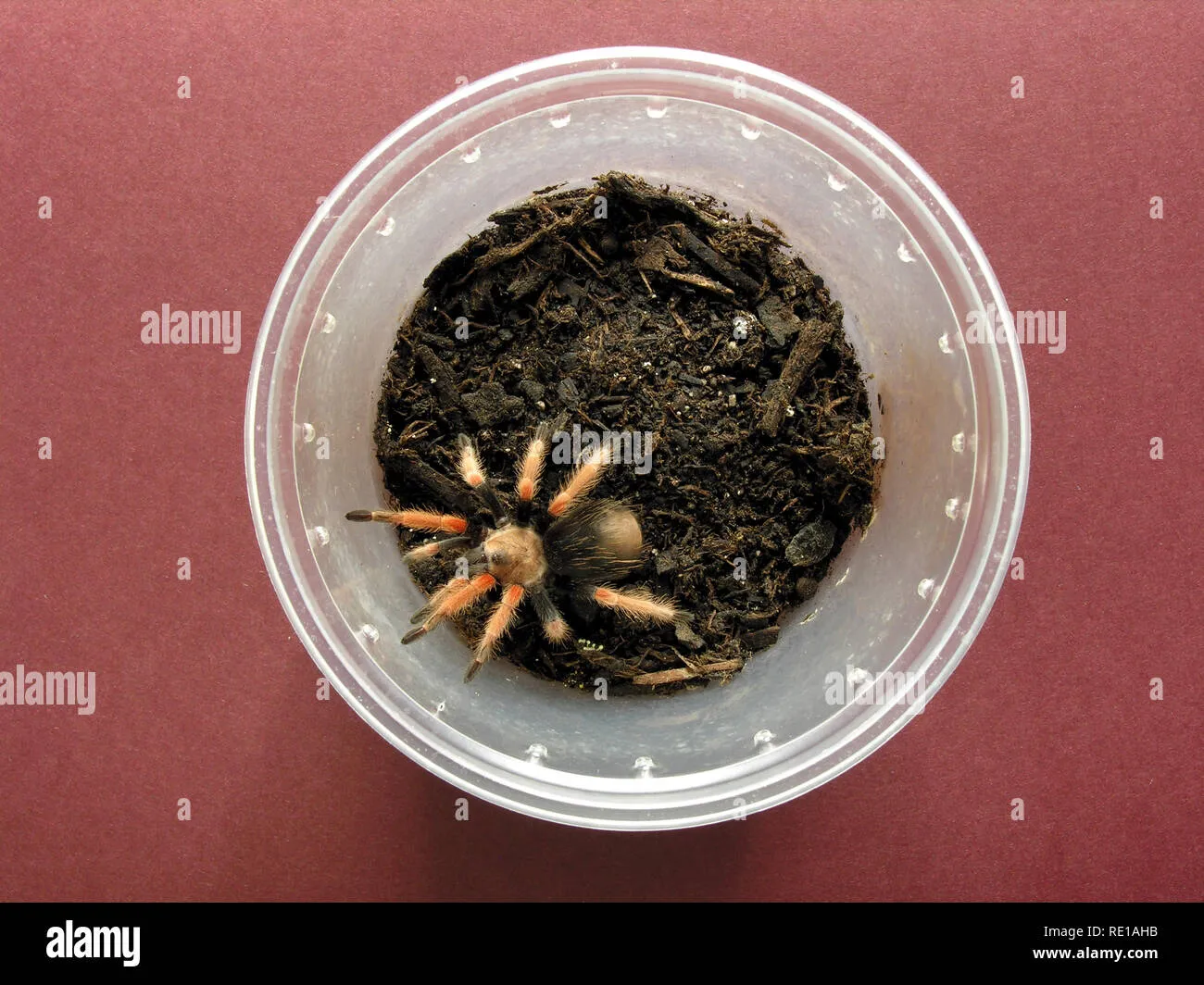 /img/17316-tarantula-fireleg-care.webp
