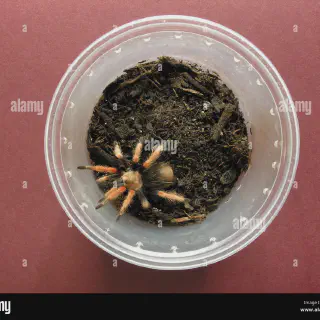 /img/17316-tarantula-fireleg-care.webp